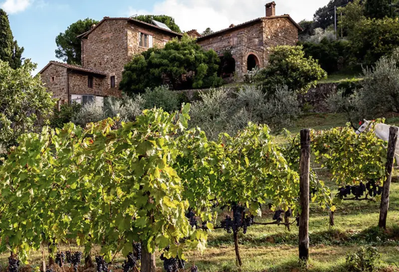 Vinicola Scopetone Toscana - La Vignola