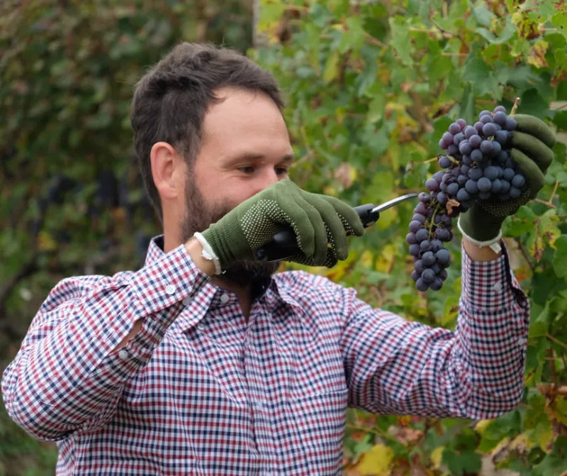 Stefano Occhetti colhendo suas uvas