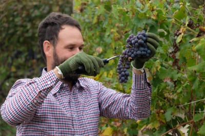 Stefano Occhetti colhendo uvas