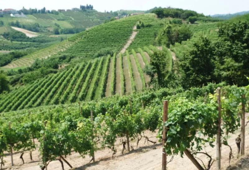 Vinicola Stefano Occhetti Roero